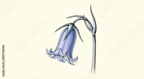 A single bluebell flower illustration on a stem viewed from the side in a simple environment