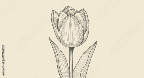 A delicate flower illustration showcasing petals, stem, leaves, beauty, and botanical art in a simple, elegant design.