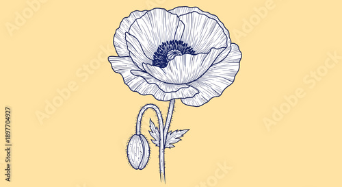 A detailed illustration of a delicate flower with intricate petals and a prominent center, showcasing a botanical drawing from a front viewpoint.