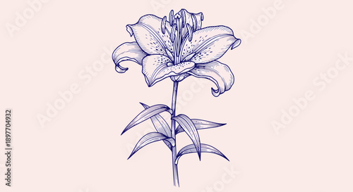 A beautiful flower illustration on a clean background viewed from the front showcasing the elegance of nature in a simple artwork
