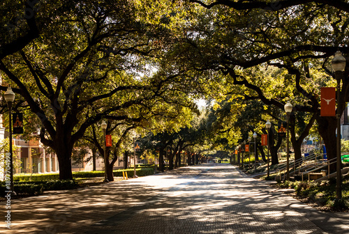 Fotografía Tree-lined walkway on the University of Texas at Austin Campus in Austin, Texas