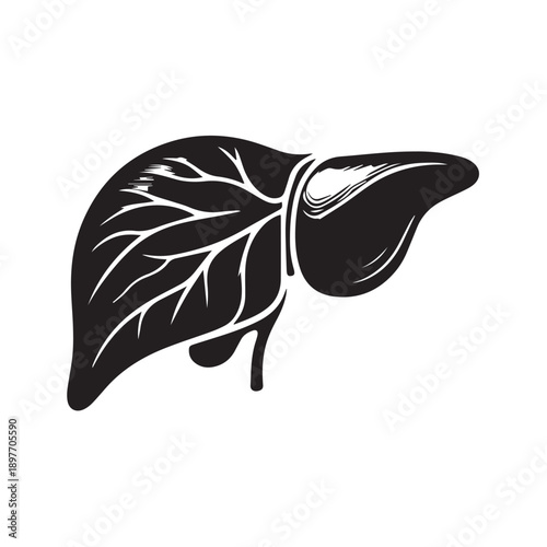 vector illustration of liver