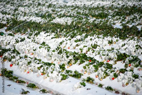 Farm fields in Clermont, Florida, were covered in mounds of ice after farmers used irrigation systems to protect strawberry plants and crops. Freezing temperatures required icing to protect the crops.