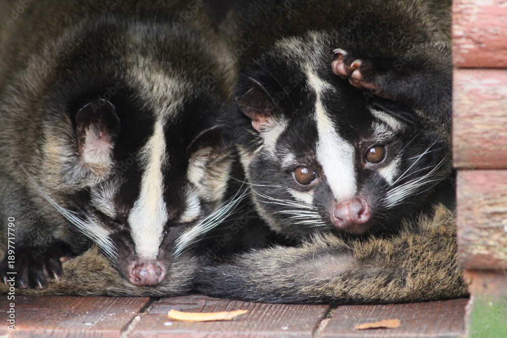 Fototapeta premium Masked palm civet mother and juvenile resting together in shelter