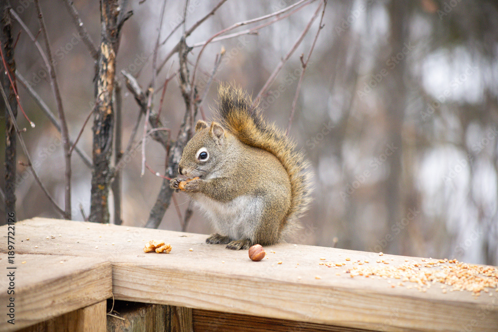 Obraz premium Red Squirrel Sitting on a Wooden Post in Winter Forest