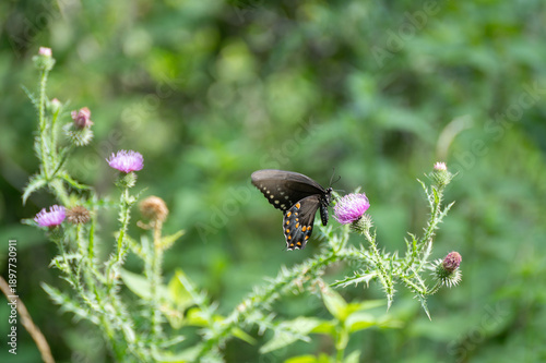butterfly on milk thistle
