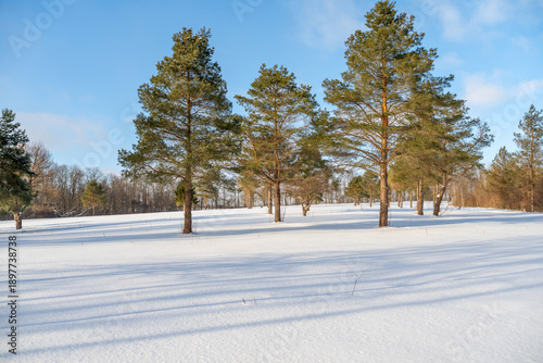sunny park scene in the winter with landscape covered din snow