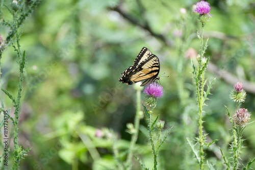 Swallowtail in the wild thistle