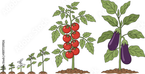 Vegetable growth stages illustration showing tomato and eggplant plants from seedling to harvest isolated on white background for agriculture education farming design
