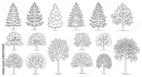 A comprehensive collection of diverse tree outlines and line art illustrations, showcasing various species and shapes.