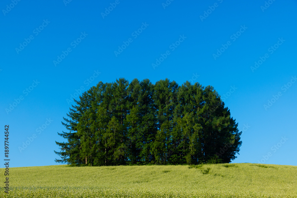 Obraz premium 北海道美瑛2025春-マイルドセブンの丘-