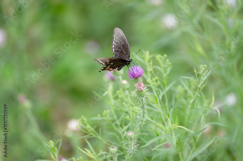 Spicebush butterfly in wildflowers