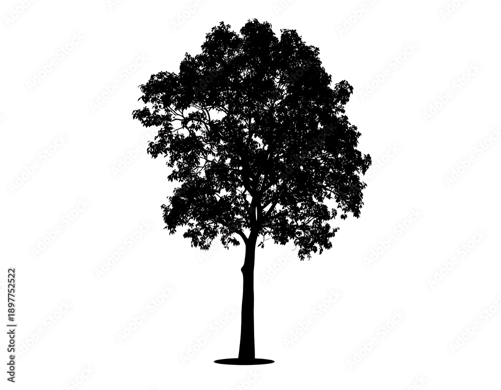 Fototapeta premium A silhouette of a broad tree with a thick trunk and a full, rounded canopy against a stark white backdrop