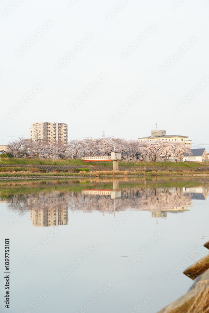 Fototapeta premium cherry blossoms view of the city in Japan