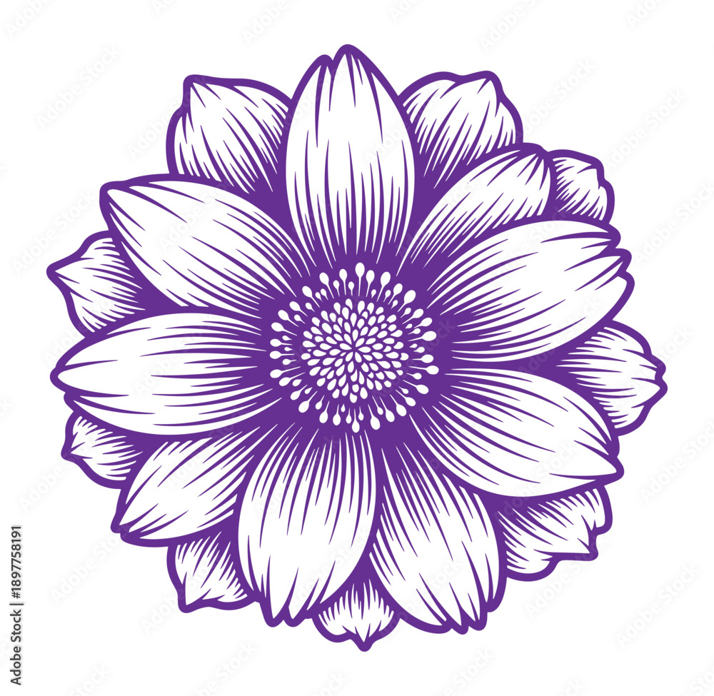 Fototapeta premium Purple flower illustration with white petals and detailed center