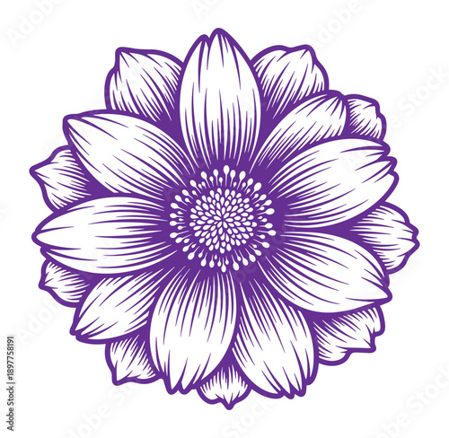Purple flower illustration with white petals and detailed center