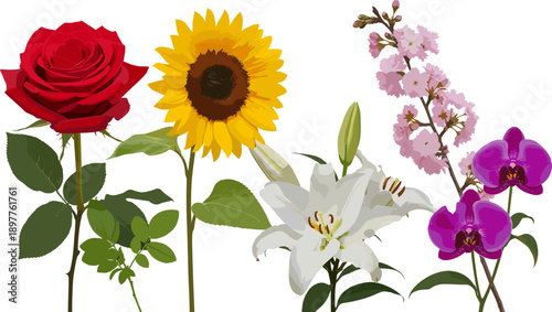 Realistic floral collection with red rose sunflower lily cherry blossom and orchid flowers