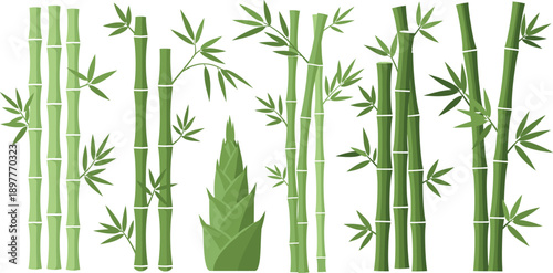 Green Bamboo Plant Vector Set with Stalks, Leaves and Botanical Nature Elements