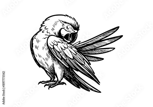 Macaw parrot hand drawn simple sketch vector illustration