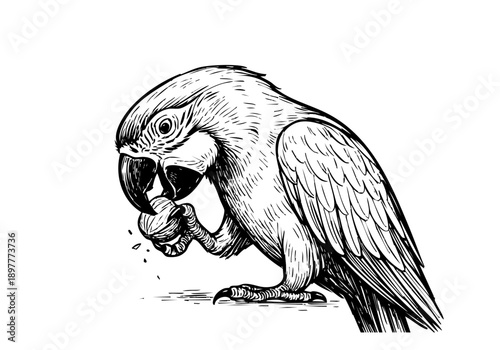 Macaw parrot hand drawn simple sketch vector illustration
