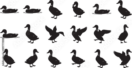 A diverse collection of black silhouette ducks in various dynamic poses and stances showcasing their natural movements Vector