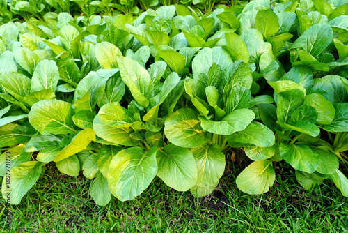 Brassica juncea sapling small leaf on the vegetable plot in the garden in the morning There is a sunny show.								