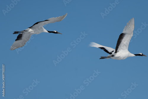 Pair of Red-crowned Cranes flying