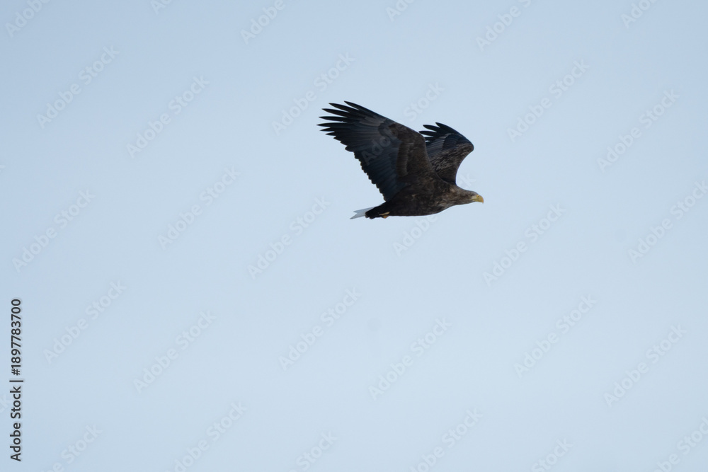 Obraz premium White-tailed Eagle flying