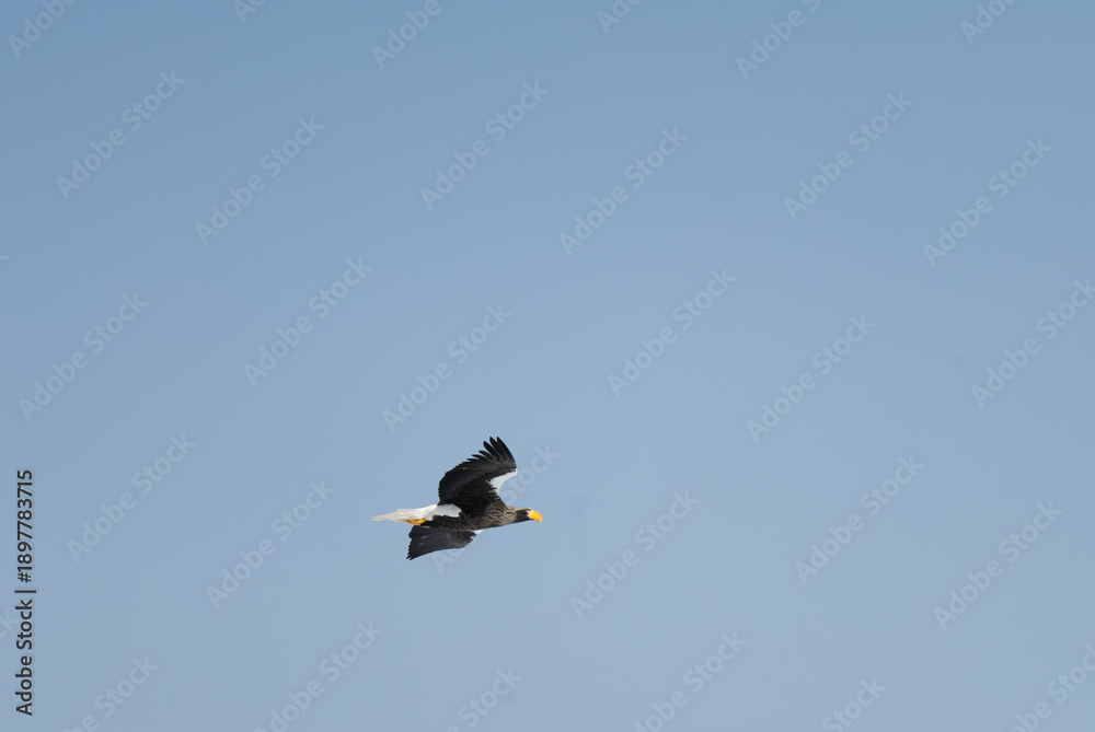 Fototapeta premium Steller's Sea Eagle flying