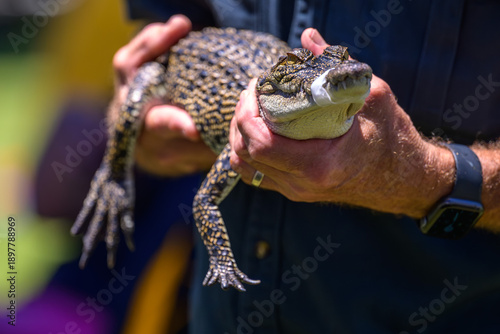 Fotografia A professional wildlife handler holds a young crocodile with a taped snout for safety
