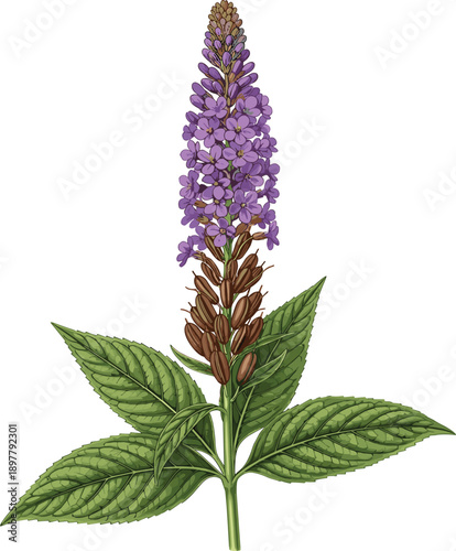 Hand Drawn Lavender Flower Botanical Vector Illustration with Purple Blossom Green Leaves Isolated on White Background for Design Use