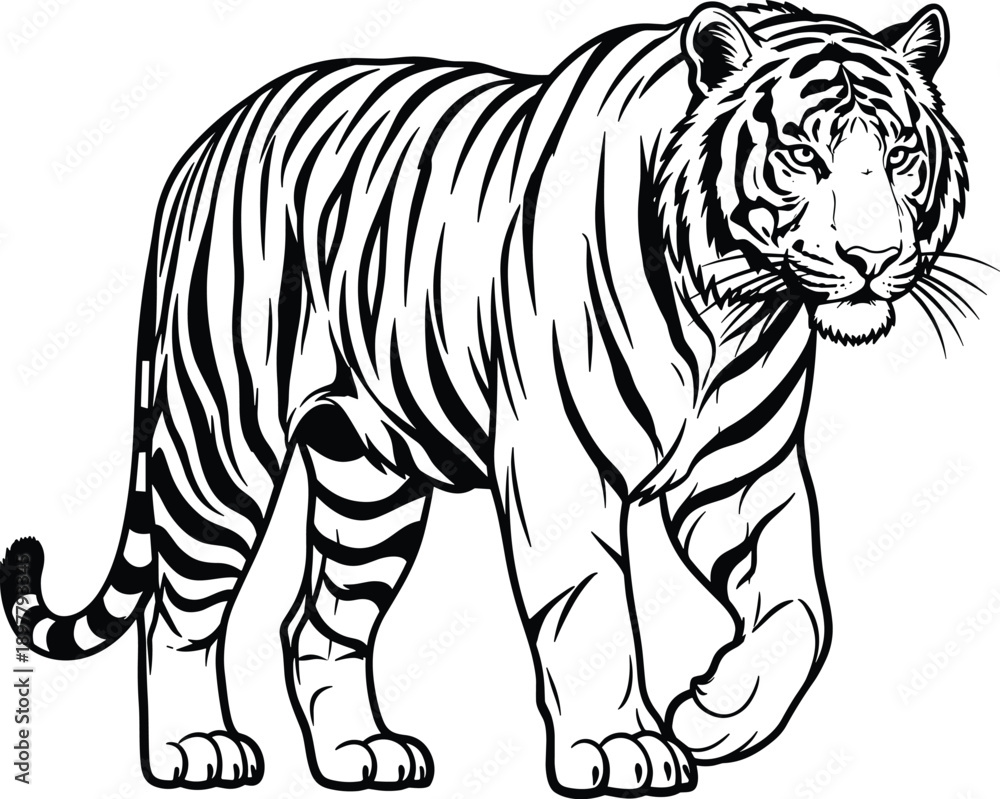 Obraz premium Walking Tiger Line Art Illustration, Powerful Wild Animal Outline Drawing, Realistic Big Cat Wildlife Vector Design for Logo Tattoo Print