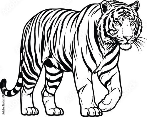 Walking Tiger Line Art Illustration, Powerful Wild Animal Outline Drawing, Realistic Big Cat Wildlife Vector Design for Logo Tattoo Print
