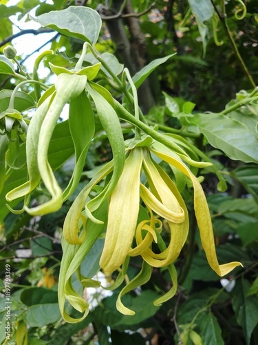 ylang ylang flower (Cananga odorata) hanging on tree branch in tropical garden.