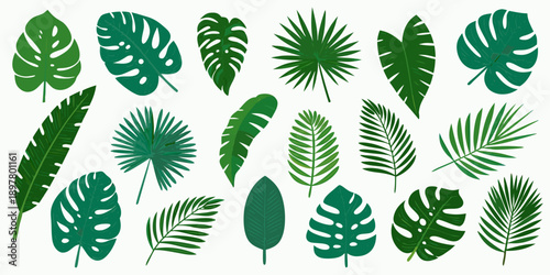 A collection of vibrant green tropical monstera and palm leaves