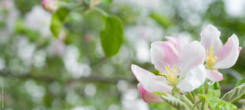 Fototapeta premium Macro details of spring flowers and leaves with slight defocus for banner background