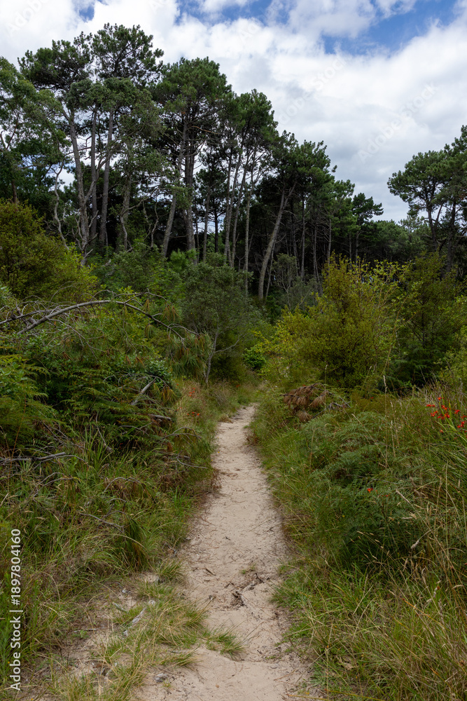 Fototapeta premium A serene sandy walking trail meanders through vibrant green native vegetation in Opoutere, offering a tranquil escape into the wilderness. Whangamata, Coromandel Peninsula, New Zealand.