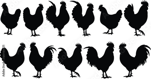 Rooster silhouette collection with chicken farm poultry poses, rural agriculture livestock animal figures isolated on white background