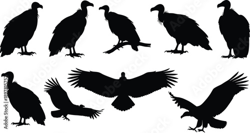 Black vulture silhouettes collection showing perched and flying scavenger birds isolated on white background for wildlife design use