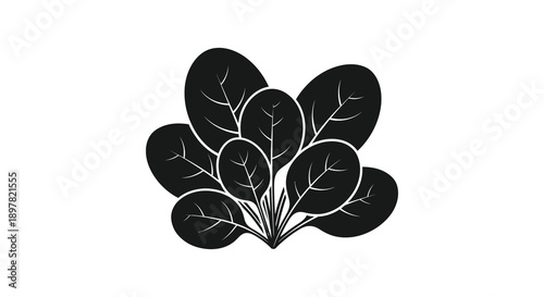 A monochrome illustration depicts a cluster of leafy greens resembling spinach or a similar plant against a white background