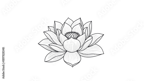 Detailed line drawing of a lotus flower featuring delicate petals and a prominent seed pod perfect for nature inspired designs and meditation themed projects