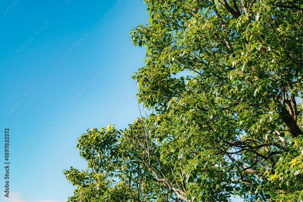 Fototapeta premium Lush Tree Branches Reach Skyward, Low-Angle View of Serene Nature