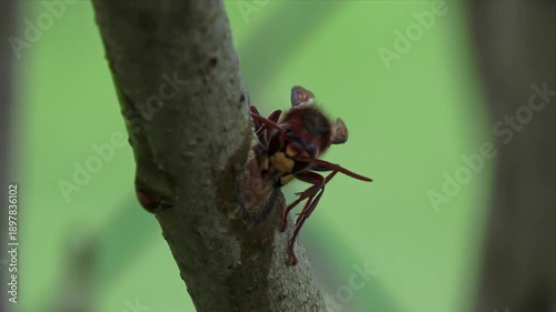 European hornet feeding on tree bark – extreme macro wildlife close-up