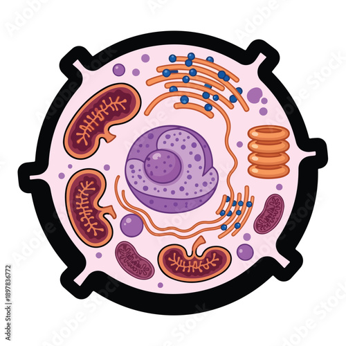 Cellular structure illustration showing nucleus, mitochondria, and other organelles in a biological diagram