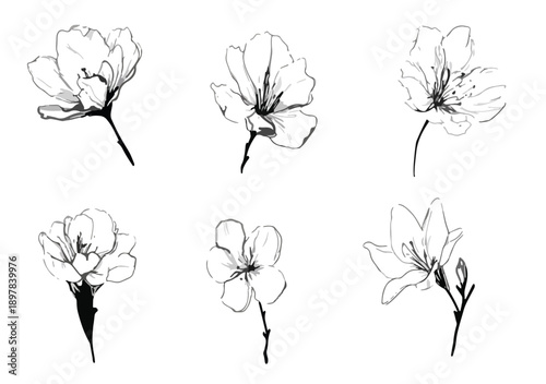 Sechs zarte, handgezeichnete Blumenillustrationen mit transparentem Hintergrund, ideal für Designs.