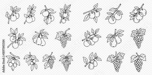 Set of various fruit branches with leaves, including apples, pears, and grapes, in a black and white outline style.