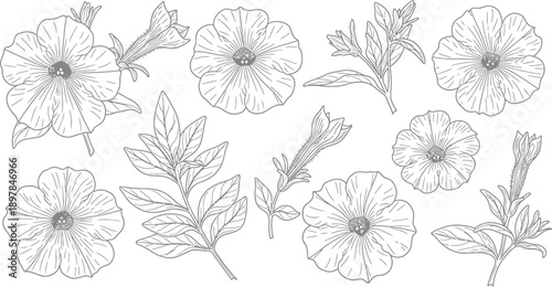 Detailed Botanical Line Art Illustration of Petunia Flowers, Buds, and Leaves