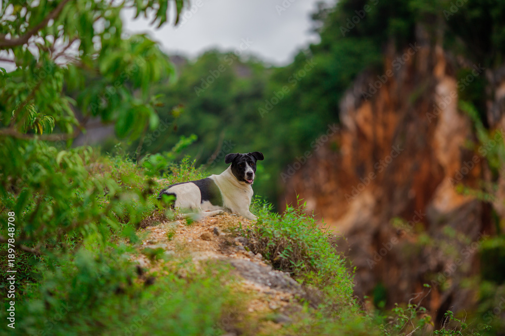 Obraz premium The background depicts animals such as wild dogs or wolves, including foxes, living in the forests and mountains, hunting for survival, or serving as guides for hunters on their treks.