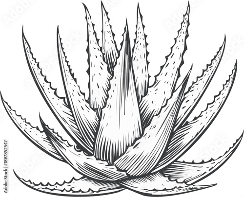  Hand drawn botanical engraving illustration of a single aloe vera plant