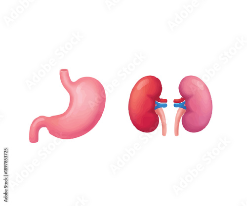 Human Stomach and Kidneys Anatomy Medical Illustration